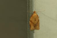 Clepsis consimilana