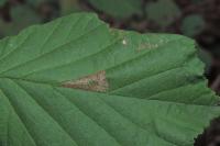 Parornix devoniella