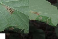 Parornix devoniella