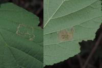 Phyllonorycter nicellii