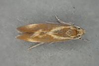 Metalampra italica