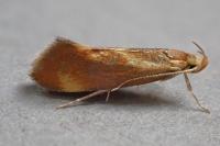 Metalampra italica