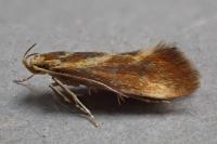 Metalampra italica