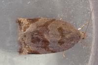 Archips crataegana