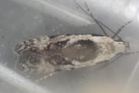 Carpatolechia decorella