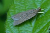 Helcystogramma lutatella