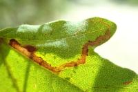 Stigmella aceris