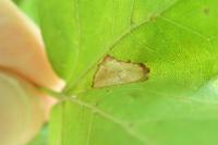 Phyllonorycter acerifoliella
