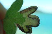 Stigmella regiella