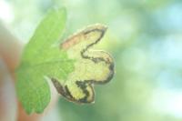 Stigmella regiella