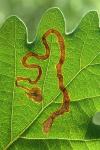 Stigmella basiguttella