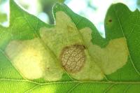 Tischeria decidua
