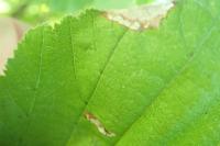 Parornix devoniella