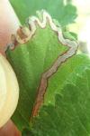 Stigmella aurella