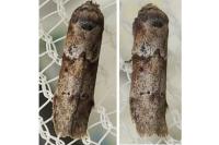 Blastobasis glandulella