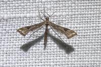 Platyptilia farfarella