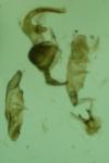 Platyptilia farfarella