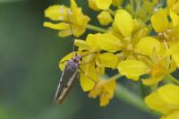 Parahyponomeuta egregiella