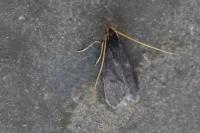 Eurodachtha siculella