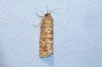 Lozotaeniodes formosana