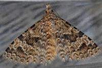 Alucita hexadactyla