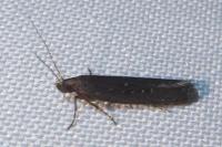 Neofaculta ericetella