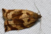Archips crataegana