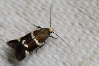 Elachista luticomella