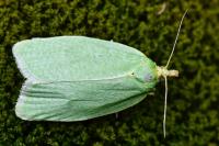 Tortrix viridana