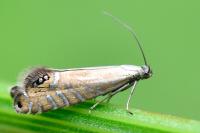 Glyphipterix thrasonella
