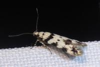 Pseudotelphusa scalella
