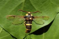 Sesia apiformis