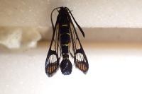 Synanthedon conopiformis