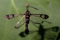 Synanthedon conopiformis