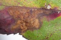 Ectoedemia rubivora