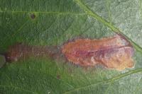 Ectoedemia erythrogenella