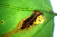 Ectoedemia erythrogenella
