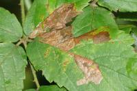 Ectoedemia rubivora