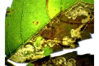 Ectoedemia rubivora