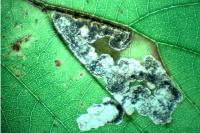 Ectoedemia rubivora