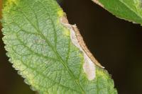 Coptotriche gaunacella