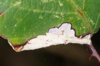 Coptotriche marginea