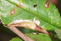 Coptotriche angusticollella
