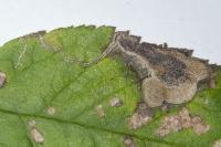 Stigmella plagicolella
