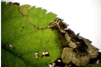 Stigmella plagicolella