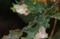 Tischeria ekebladella