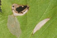 Phyllonorycter coryli