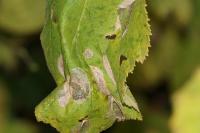 Phyllonorycter coryli