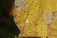 Phyllonorycter coryli