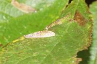 Phyllonorycter spinicolella